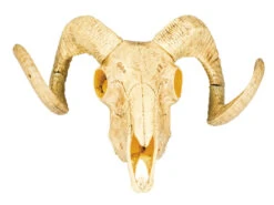 Dierenschedel Ram